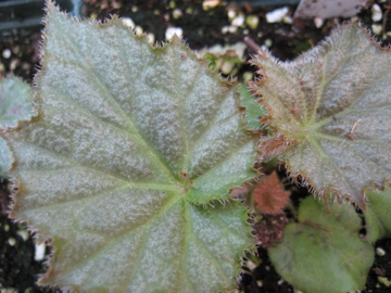 B. ‘Frosty Knight’